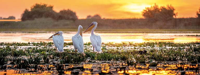Keep an eye out for pelicans while cruising the Danube Delta